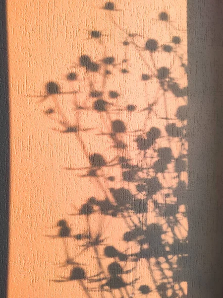 Gyönyörű árnyék a falon a szárított virágoktól — Stock Fotó