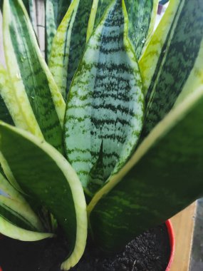 Kapalı bir kaptaki güzel çiçek sansevieria 'sı