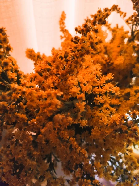 Egy csokor aranyvessző vázában, növényi allergén, kis sárga virágok — Stock Fotó