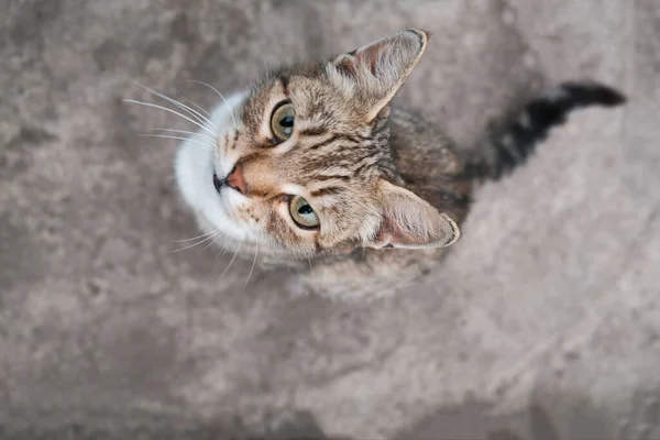 Gato bonito olhando para a câmera — Fotografia de Stock