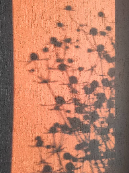 Beautiful shadow on the wall from dried flowers — Stock Photo, Image