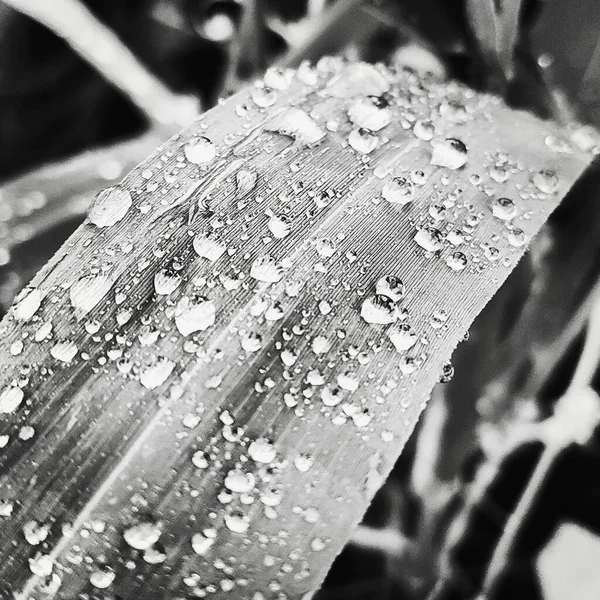 Gotas de água na folha verde da planta de perto — Fotografia de Stock