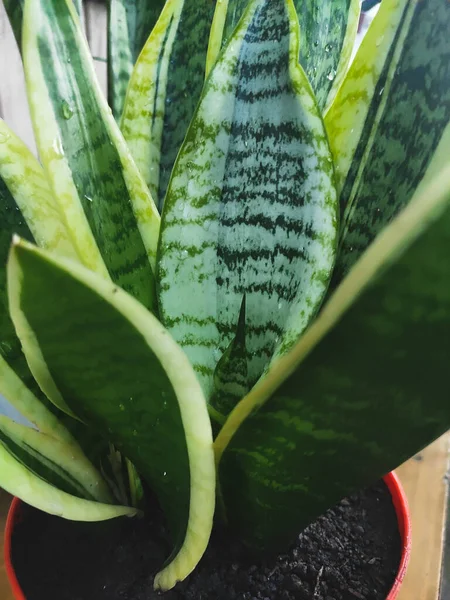 Kapalı bir kaptaki güzel çiçek sansevieria 'sı