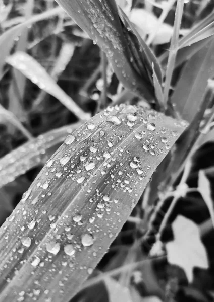 Gotas de água na folha verde da planta de perto — Fotografia de Stock