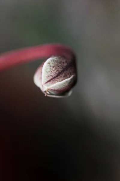 Estame de flores de perto, belo fundo floral — Fotografia de Stock