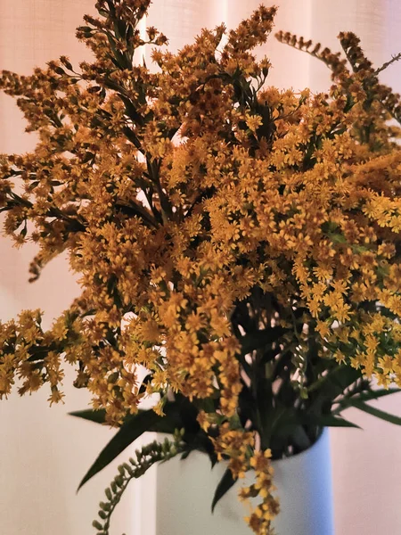 Un bouquet de verge d'or dans un vase, allergène végétal, petites fleurs jaunes — Photo