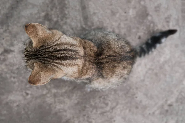 Evcil kedi manzarası, düşünceli kedi yürüyüş yapıyor.
