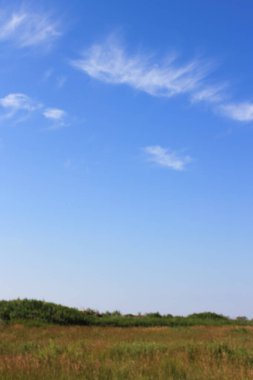 Mavi gökyüzü, sarı çimenli bir tarlanın üzerinde bulutlarla