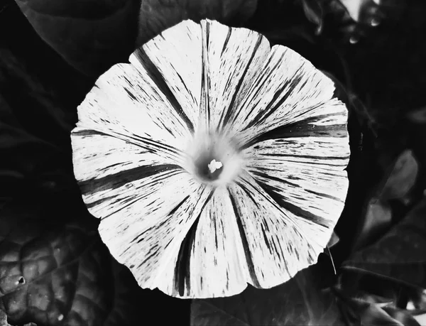 Gyönyörű reggeli dicsőség virág fekete-fehér, mászó virág növények ipomoea — Stock Fotó