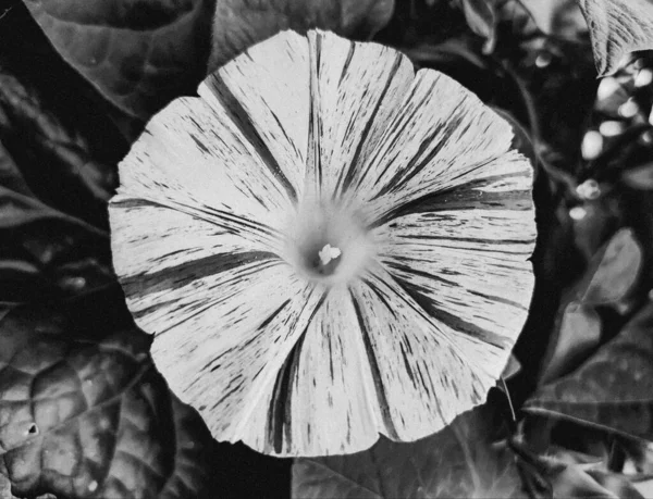 Belle fleur de gloire du matin noir et blanc, plantes grimpantes ipomoea — Photo