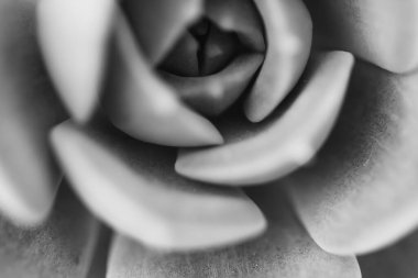 Kapalı alan bitkileri, saksı kutsallığı, odak dışı monokrom fotoğrafı.