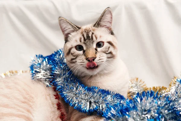 Niedliche Katze spielt mit festlichem Weihnachtslametta — Stockfoto