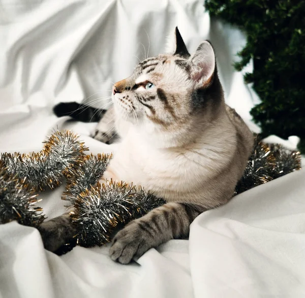 Niedliche Katze spielt mit festlichem Weihnachtslametta — Stockfoto