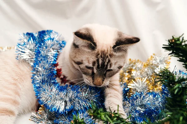 Roztomilý kočka hrát se slavnostní vánoční tinsel — Stock fotografie