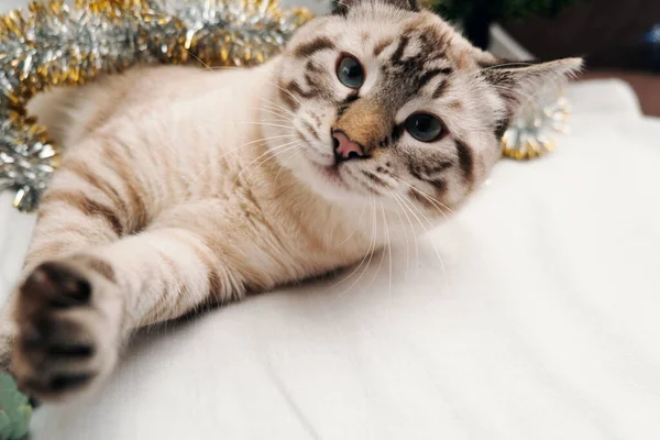 Niedliche Katze spielt mit festlichem Weihnachtslametta — Stockfoto