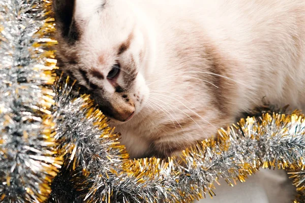 Niedliche Katze spielt mit festlichem Weihnachtslametta — Stockfoto