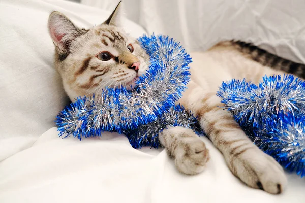 Niedliche Katze spielt mit festlichem Weihnachtslametta — Stockfoto