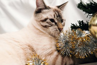 Şirin kedi Noel süsleriyle oynuyor.