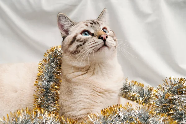 お祝いのクリスマスのチンセルで遊ぶかわいい猫 — ストック写真