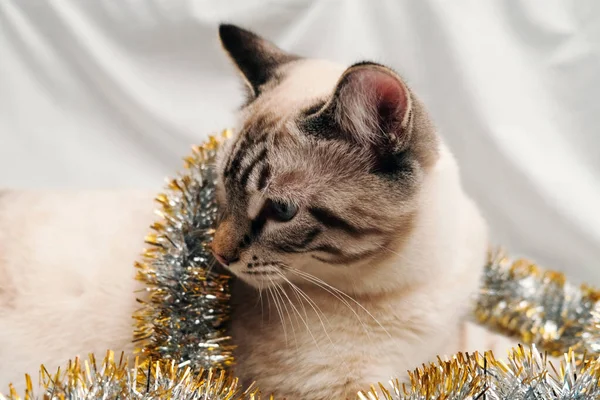 お祝いのクリスマスのチンセルで遊ぶかわいい猫 — ストック写真