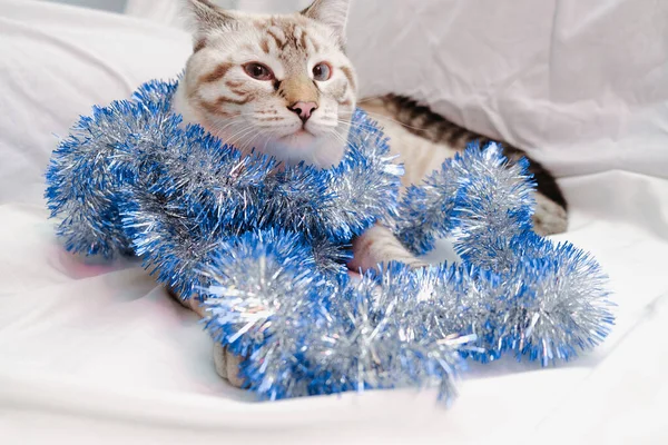 Niedliche Katze spielt mit festlichem Weihnachtslametta — Stockfoto