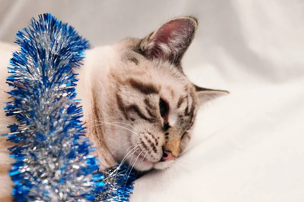 Niedliche Katze spielt mit festlichem Weihnachtslametta — Stockfoto