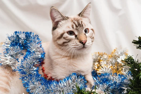 Niedliche Katze spielt mit festlichem Weihnachtslametta — Stockfoto