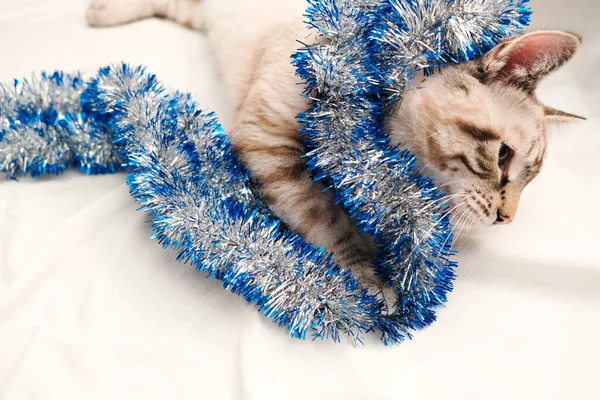 Niedliche Katze spielt mit festlichem Weihnachtslametta — Stockfoto