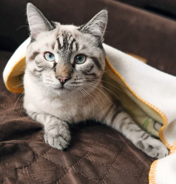 Zuhause liegt süße Katze unter der Decke — Stockfoto