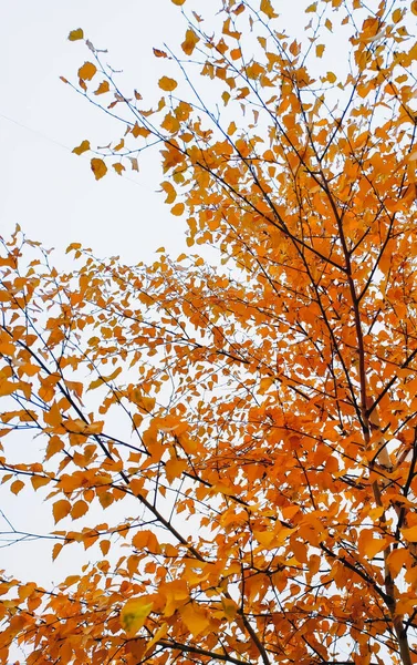 lonely autumn tree with golden leaves against the sky