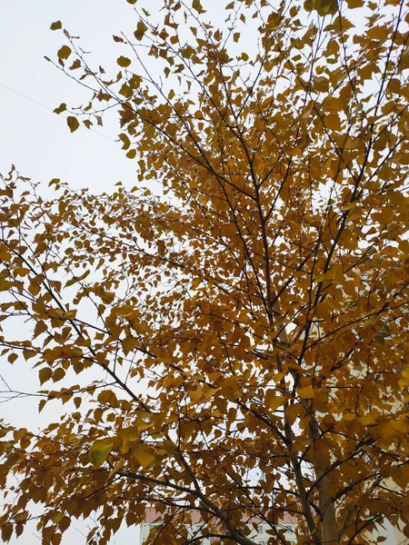 lonely autumn tree with golden leaves against the sky