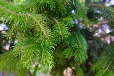 Yeni yıl için Noel yeşili filizi yakın plan, bulanık arka plan