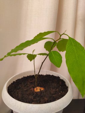 Evde yeşil bir avokado bitkisi yetiştir.