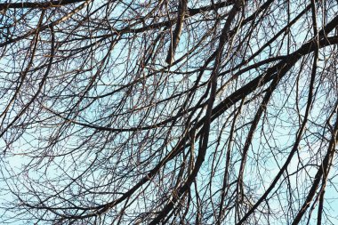 Yapraksız ağaçların çıplak dalları, sonbahar, mavi bir bahar gökyüzüne karşı.