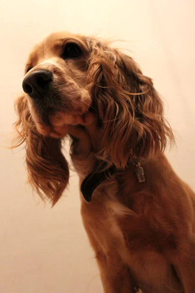 Inglês cocker spaniel cão sério e bonito — Fotografia de Stock