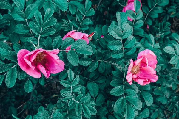 Grandes fleurs rose églantier sur un buisson — Photo