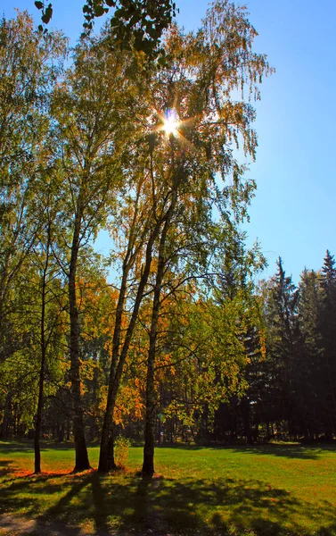 Ακτίνες του ήλιου στην κορυφή των δέντρων — Φωτογραφία Αρχείου