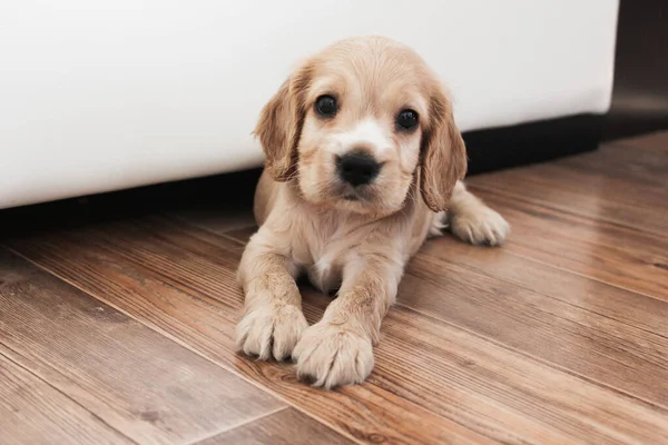 Pouco bonito spaniel filhote de cachorro mentiras no chão — Fotografia de Stock