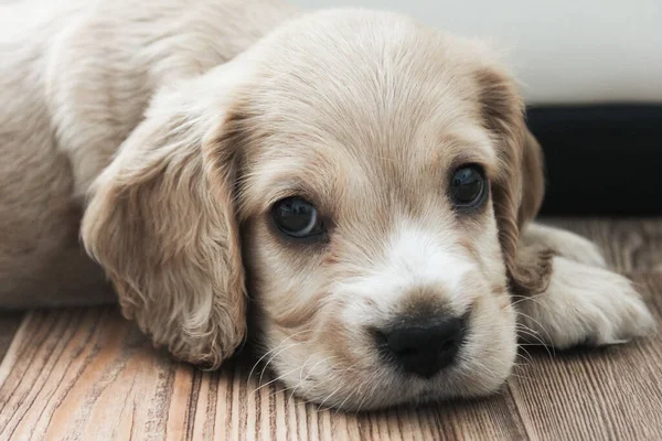 Pouco bonito spaniel filhote de cachorro mentiras no chão — Fotografia de Stock