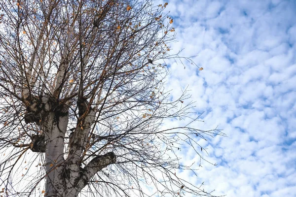 Ağaç taç, arkaplanda dallar, bulutlu mavi gökyüzü. — Stok fotoğraf