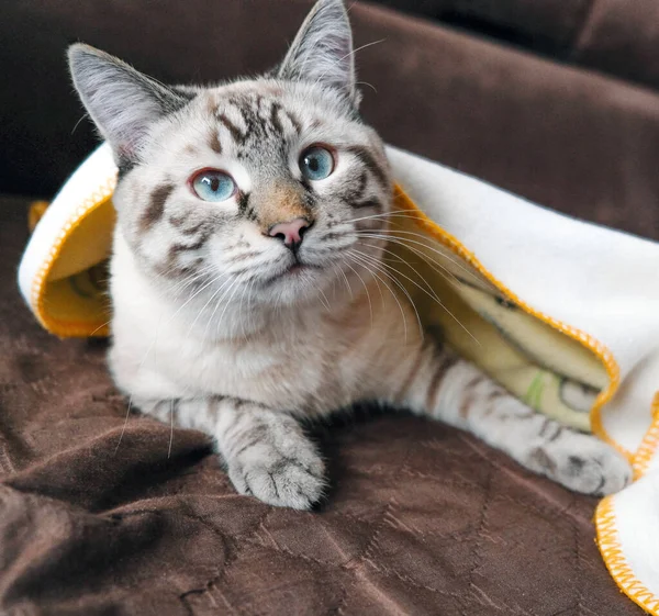 Casa bonito gato encontra-se sob as capas — Fotografia de Stock