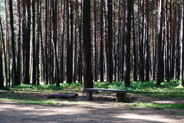 Prado en un hermoso bosque de pinos en verano —  Fotos de Stock