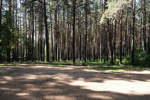 Prado en un hermoso bosque de pinos en verano —  Fotos de Stock