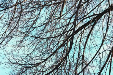 Yapraksız ağaçların çıplak dalları, sonbahar, mavi bir bahar gökyüzüne karşı.
