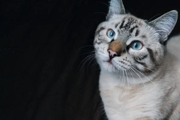 暗い背景の猫の姿は — ストック写真