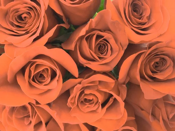 Rosas naranjas, rosas melocotón primer plano ramo, regalo, romance —  Fotos de Stock