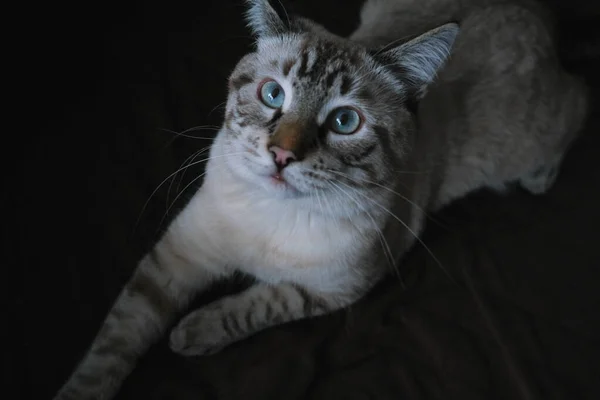 Взгляд домашней кошки на темном фоне — стоковое фото