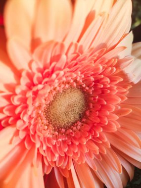 Kartpostallar için şeftali çiçeği Gerbera çiçeği yakın plan.