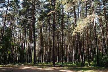 Yazın güzel bir çam ormanında çayır.