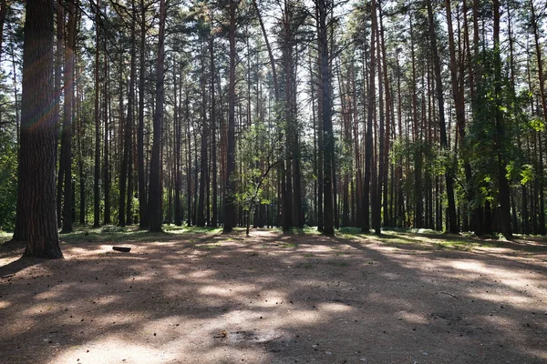 Луг в красивому сосновому лісі влітку — стокове фото